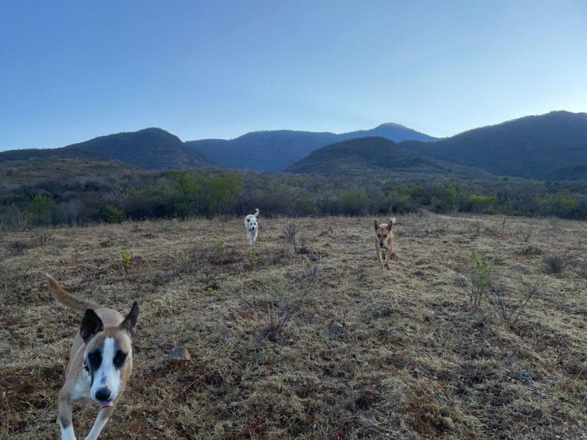 Hidden Hiking Trails With Dogs at the Sierra Norte Monutains - Key Points