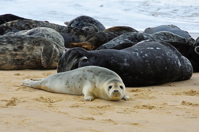 Hike to Atlantic Grey Seal Pups – Best Time to Visit - Key Points