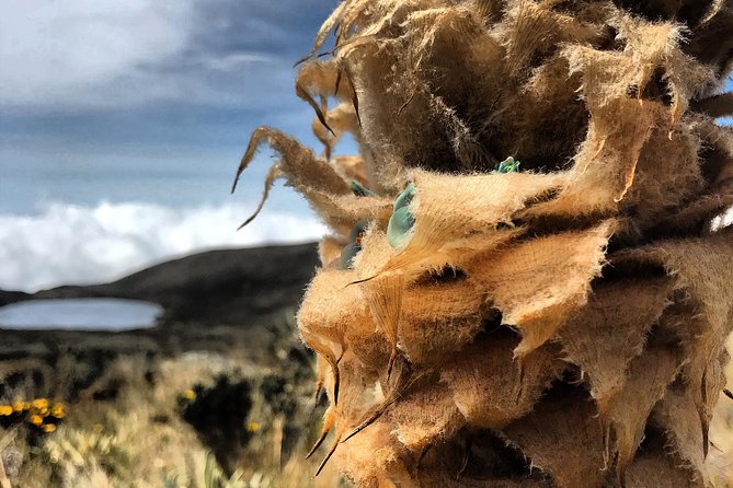 Hike Tour Sumapaz Paramo, the Largest Paramo in the World! - Tour Highlights