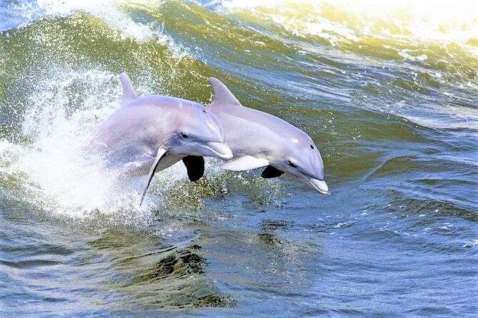 Hilton Head Island Dolphin Watching Nature Cruise - Key Points