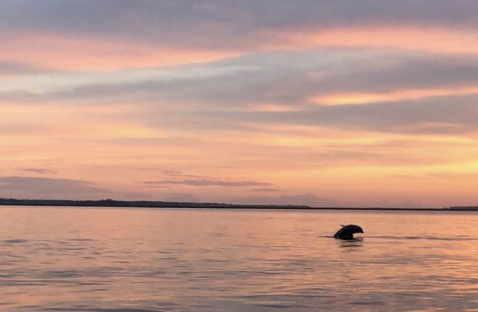 hilton head island sunset dolphin watching tour Hilton Head Island: Sunset Dolphin Watching Tour