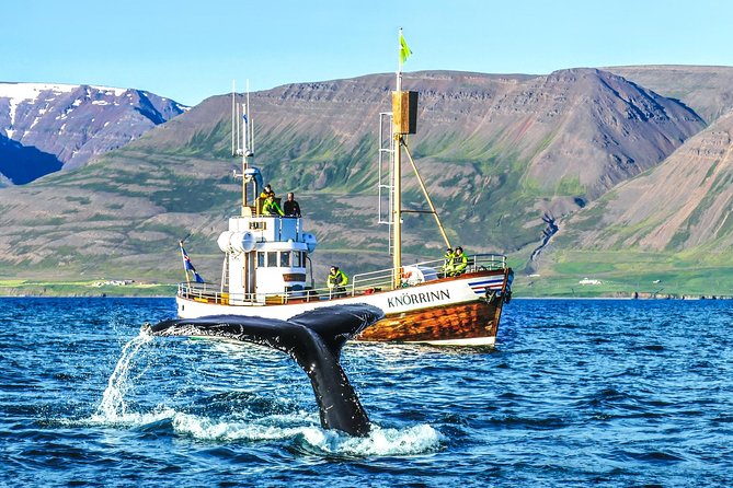 Hjalteyri Whale-Watching Tour on Traditional Oak Ship  - Akureyri - Key Points