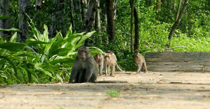 Ho Chi Minh: Private Can Gio Mangrove Forest Day Tour - Key Points