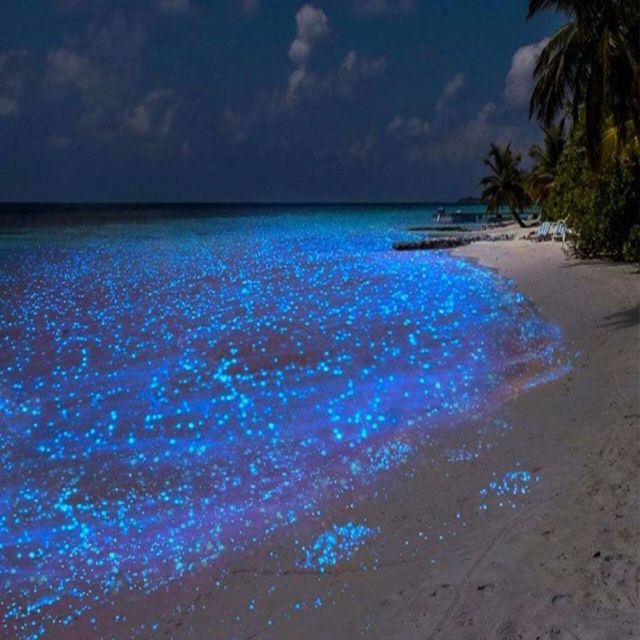 Holbox - Guided Bioluminescence Tour - Key Points