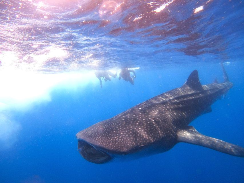 Holbox: Whale Shark Encounter and Marine Adventure - Key Points