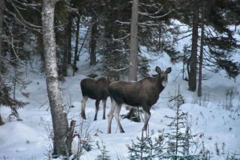 Hønefoss: 2-Day Moose Safari in Oslo’s Wilderness