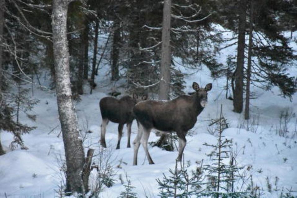 Hønefoss: 2-Day Moose Safari in Oslo's Wilderness - Booking Details