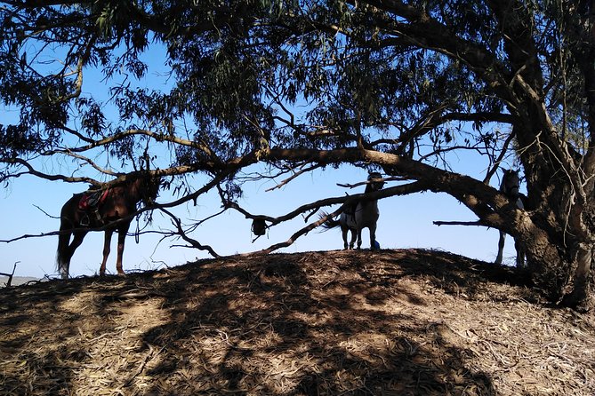 Horse Riding in Agadir National Park - Activity Overview