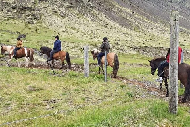 Horse Riding Tour in the Icelandic Countryside-All Riding Levels - Key Points