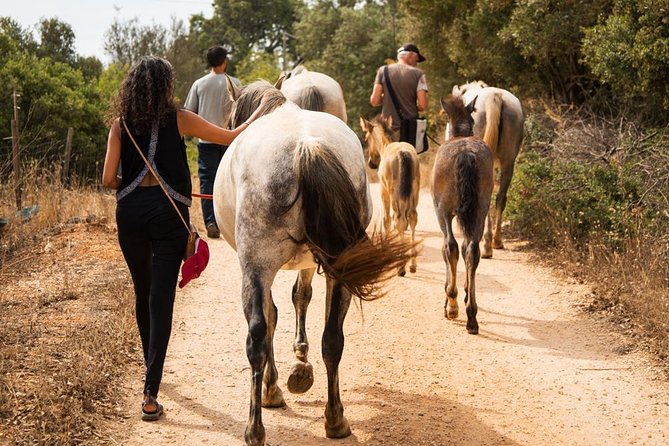 Horse Sanctuary: a Nature Walk With Rescued Horses by Your Side - Key Points