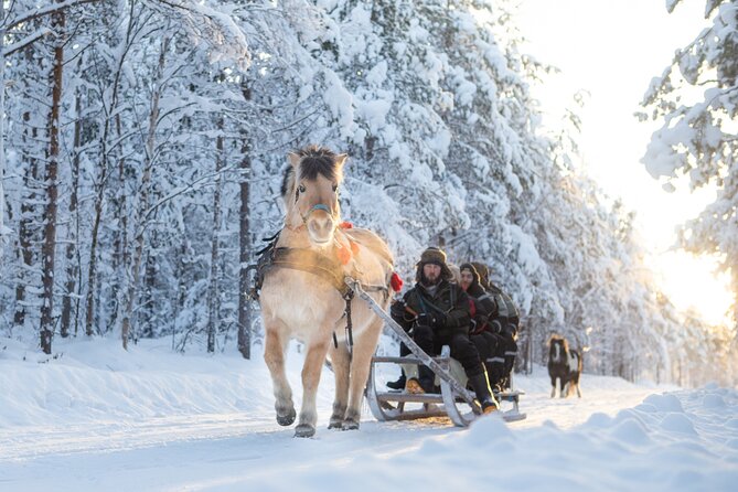 Horse Sleigh Ride in the Arctic, Apukka Resort Rovaniemi - Key Points