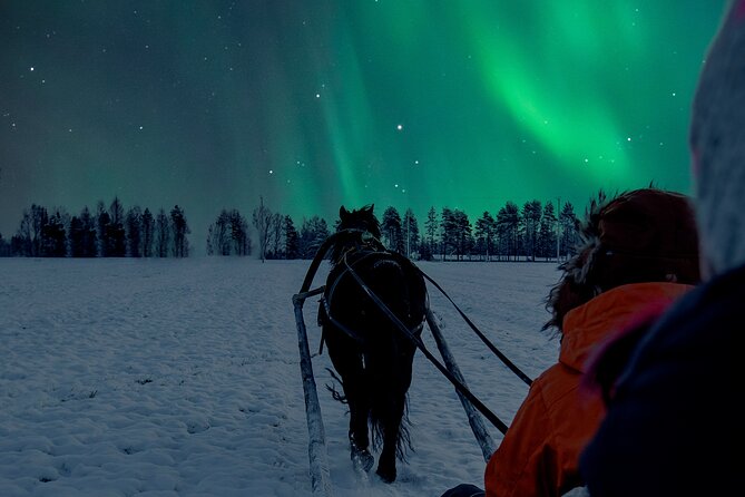 Horse Sleigh Ride Under The Night Sky in Apukka Resort, Rovaniemi - Key Points