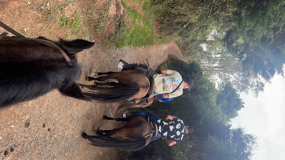 Horseback Riding in the Beautiful Mountains of Medellin - Key Points