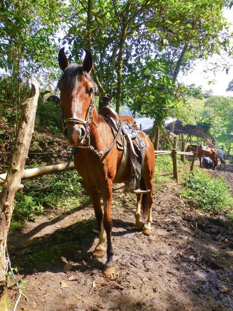Horseback Riding Tour and Visit to Tablón, Chaquira, Pelota - Key Points