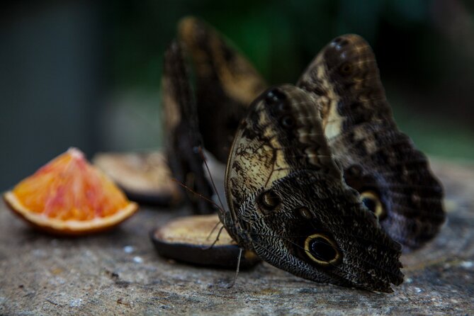 House of the Butterflies of the Collodi Pinocchio Polycentric Park - Key Points