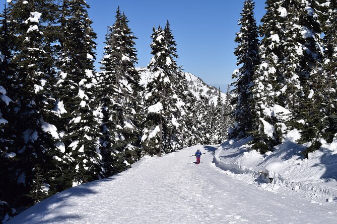 Hurricane Ridge Guided Snowshoe Tour in Olympic National Park - Key Points