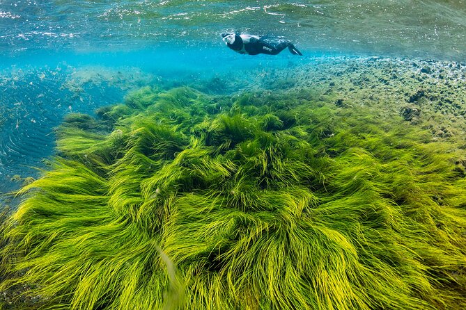 Húsavík: Bubbling Sands Snorkeling Tour - Key Points