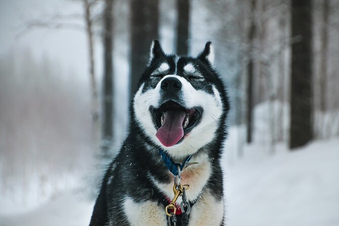 Husky Adventure With 6-10km Safari in Lapland