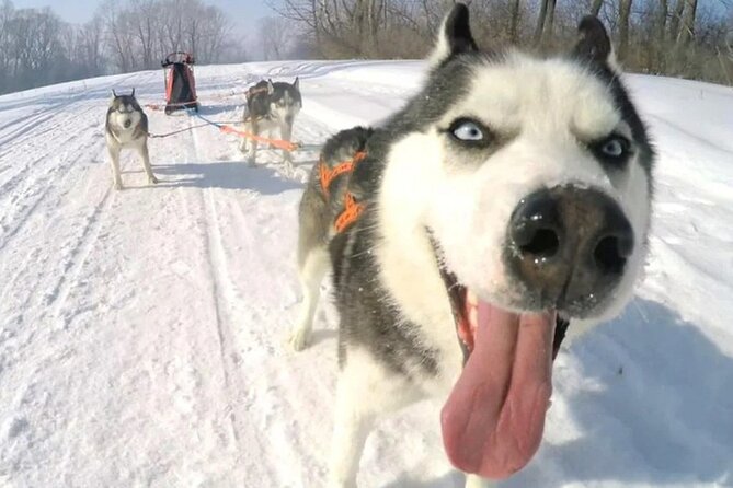 Husky and Reindeer Sledding Ride in Levi - Key Points