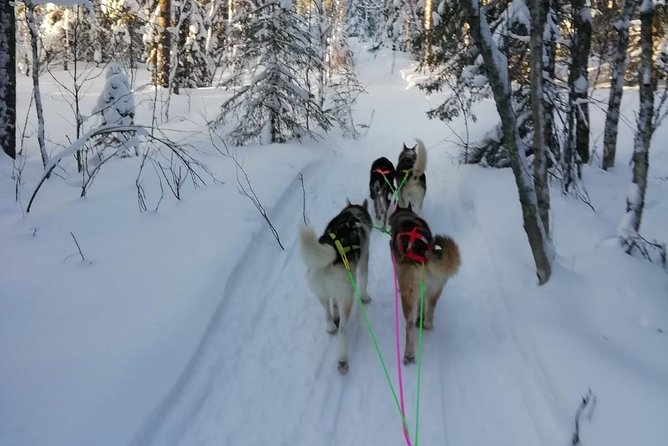 Husky Safari - Overview of Husky Safari