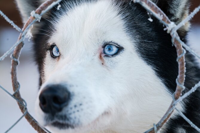 Husky Sledding Ride in Levi - Key Points