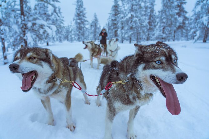 Husky Sleigh Ride to the Deeper Forest 12 to 14 Km - Booking Confirmation Details