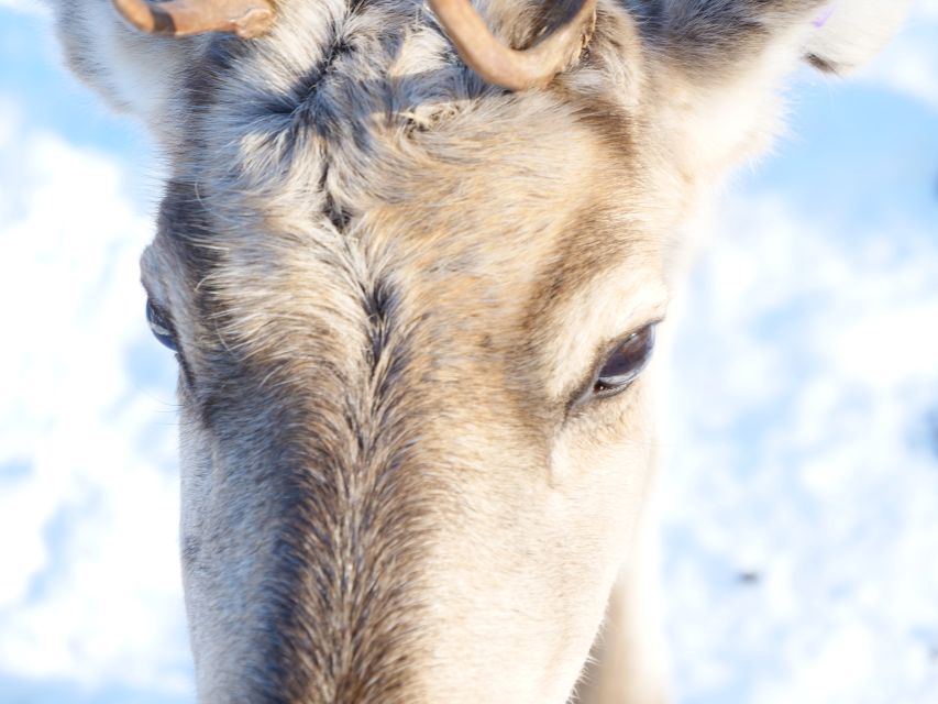 Inari: Sami Culture, Reindeer Farm Visit, and Campfire Lunch - Key Points
