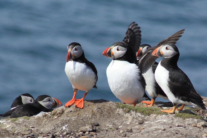 Inner Farne National Trust Bird Sanctuary – 3 Hr Trip to the Farne Islands