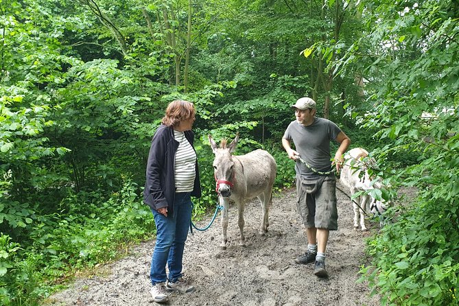 Inspirational Nature Walking Tour With Donkeys in the Hague - Donkey Walking Experience
