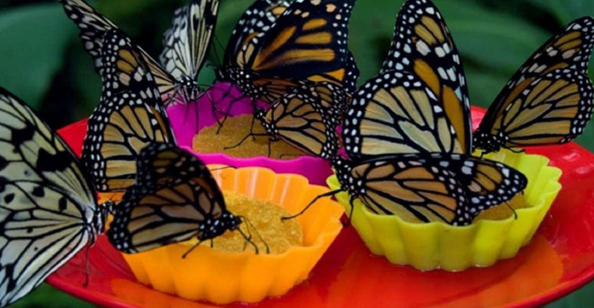 Iquitos: Pilpintuwasi Butterfly Farm Tour - Key Points