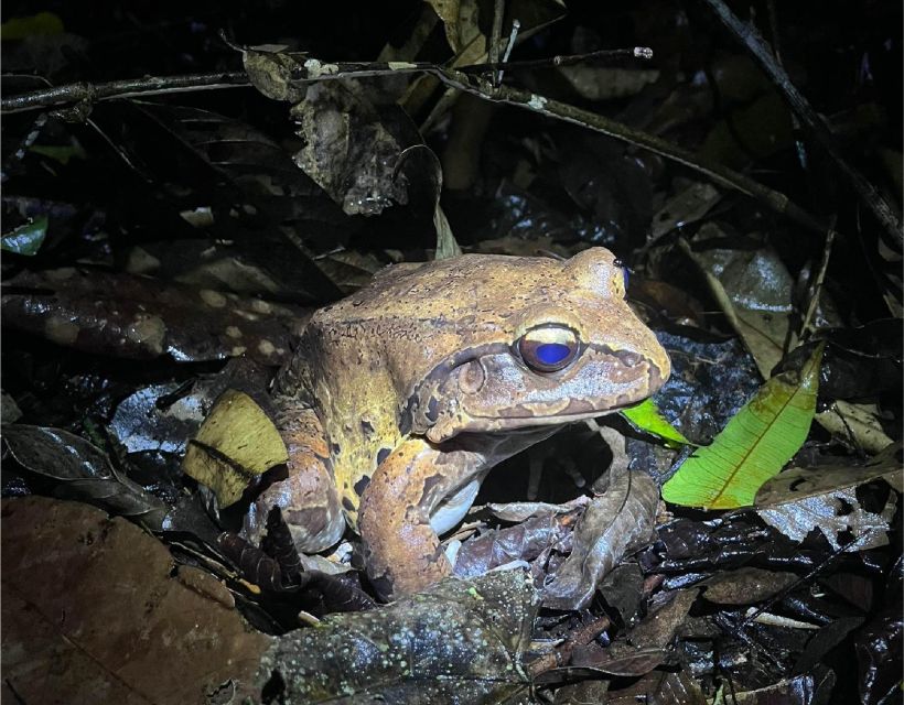 Iquitos: Private Amazon Expedition Tour 4 Days - Key Points