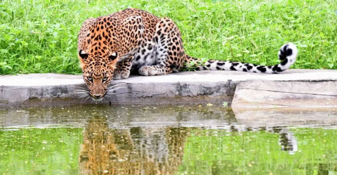 Jaipur: Private Jhalana Leopard Safari Tour - Key Points