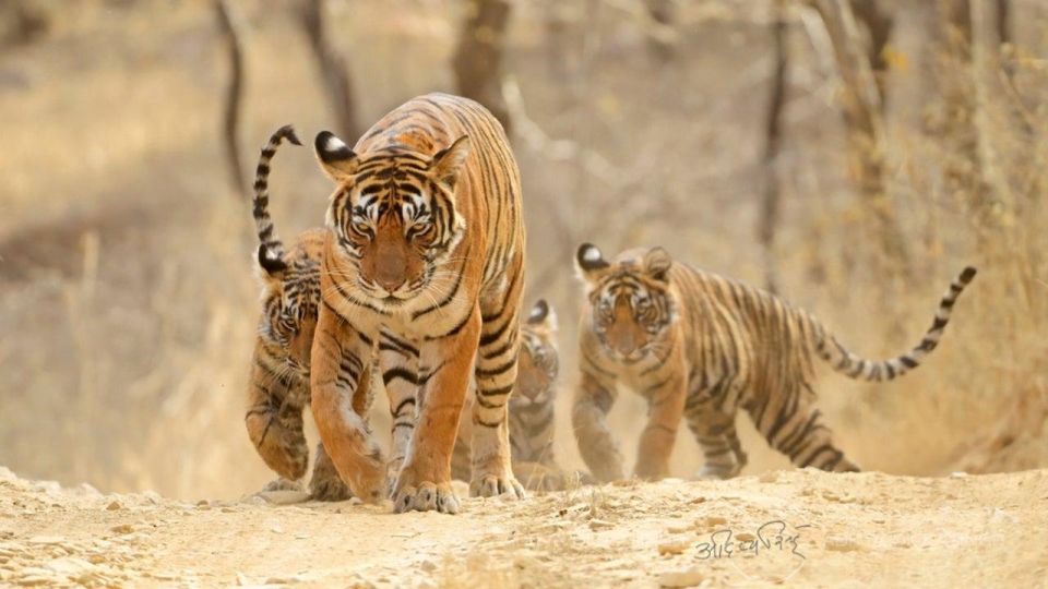 Jaipur To Ranthambore One Way Private Transfer - Key Points