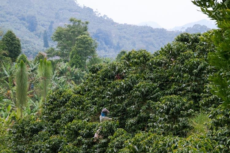 Jardin Coffee Tour From Medellín - Key Points