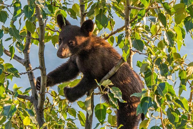 Jasper Evening Wildlife Tour - Key Points