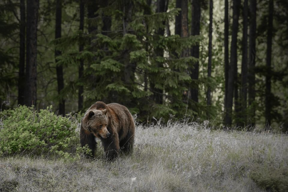 Jasper: Maligne Valley Wildlife Watching & Boat Tour - Key Points