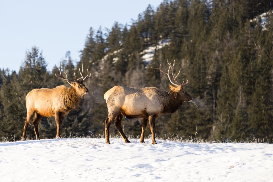 Jasper: Winter Wildlife Bus Tour in Jasper National Park - Key Points