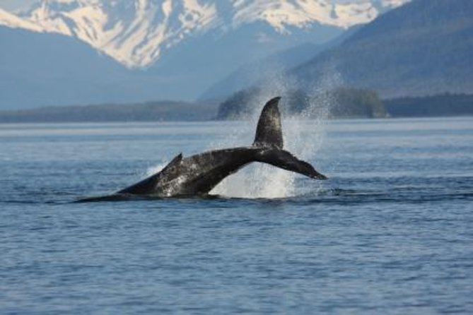 Juneau Whale Watching Adventure - Key Points