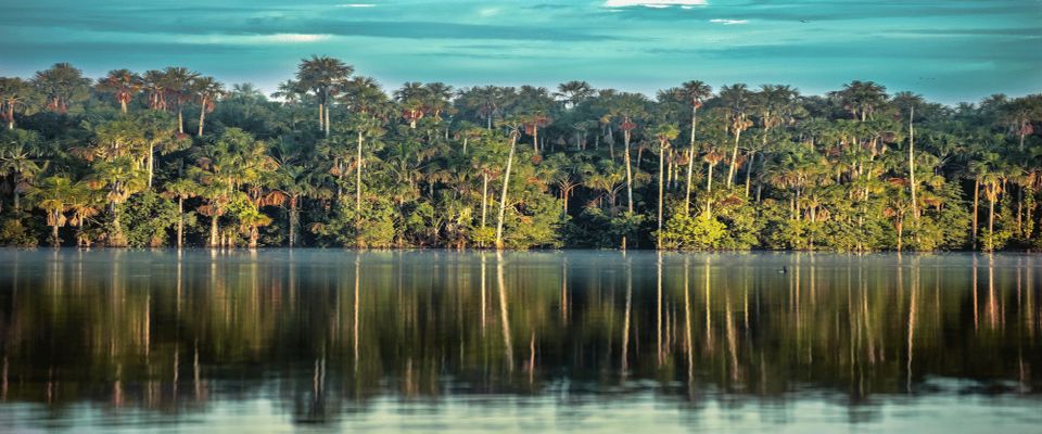 Jungle Tambopata 2D Monkey Island Search for Alligators - Key Points