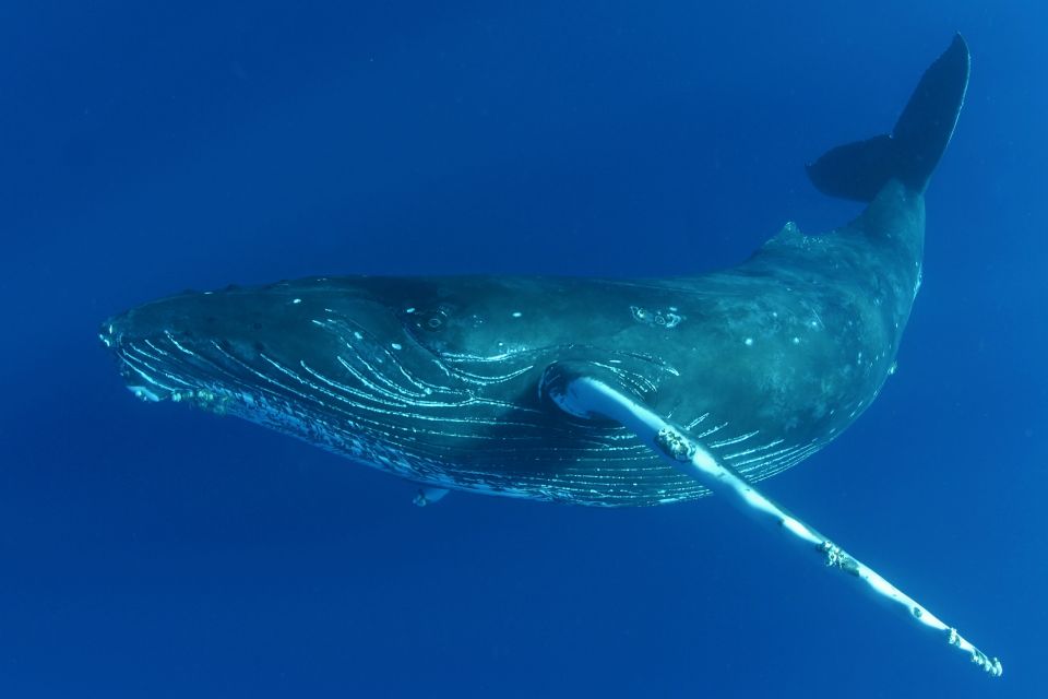 Kailua Kona: Humpback Whale Watching Adventure Cruise - Key Points