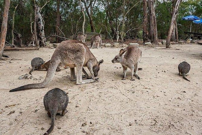 Kangaroo Encounter & Aboriginal Rock Arts Half-Day Trip From Sydney - Key Points