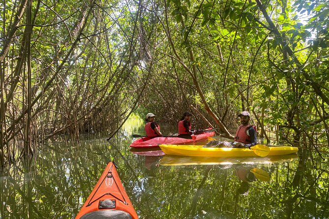 Kayaking in Mangrove Forest of Paravur Backwaters Near Varkala and Kollam - Key Points