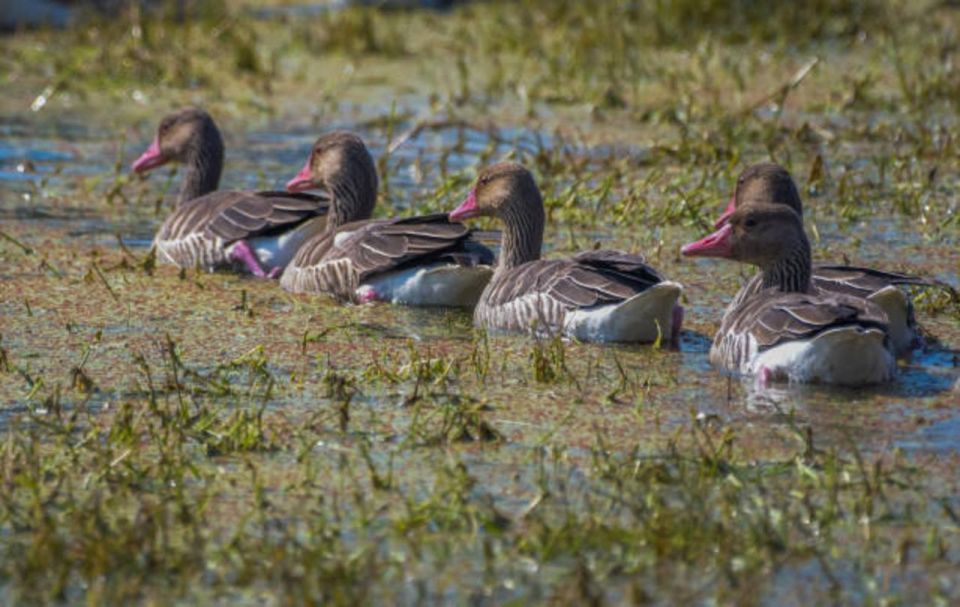 keoladeo bird sanctuary day trip from jaipur via chand baori Keoladeo Bird Sanctuary Day Trip From Jaipur via Chand Baori