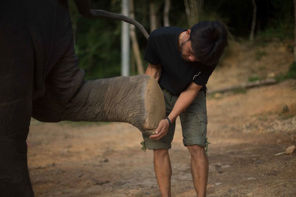 Khao Lak: Elephant Care Experience - Key Points