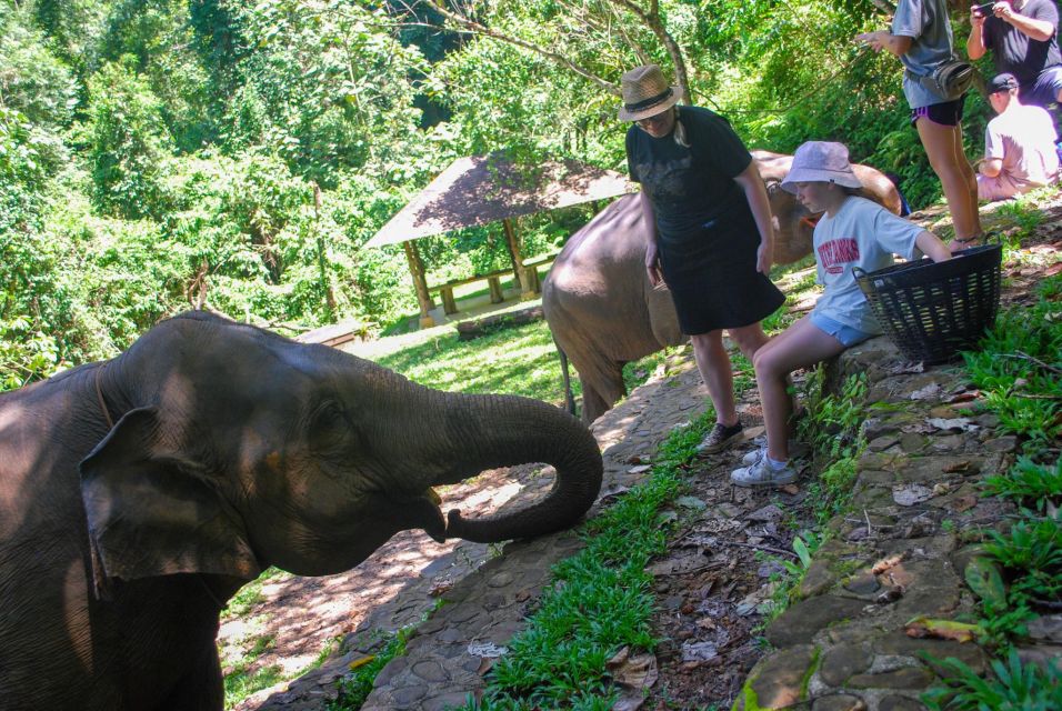 Khao Sok: Ethical Elephant Sanctuary Experience - Key Points