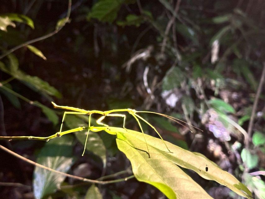 Khao Sok Jungle Sunset Wildlife Encounter & Bamboo Rafting - Key Points