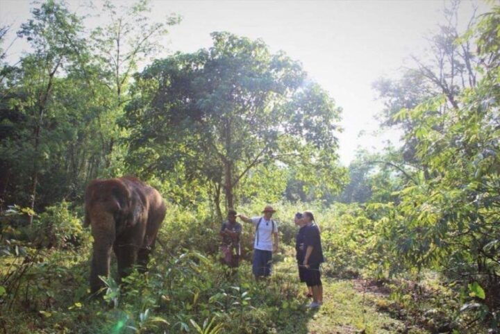 Khao Sok: Unique Dusk Ethical Elephant Sanctuary Experience - Key Points