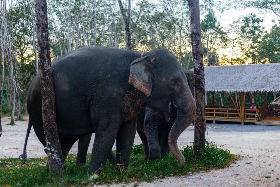 Khaolak Combo: Elephant Sanctuary Visit, ATV Tour & Lunch - Key Points