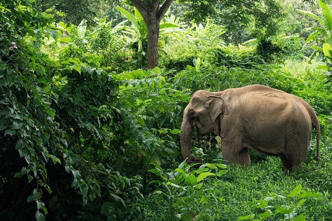 Khaolak Elephant Sanctuary, Cooking Class and Waterfall Tour - Key Points