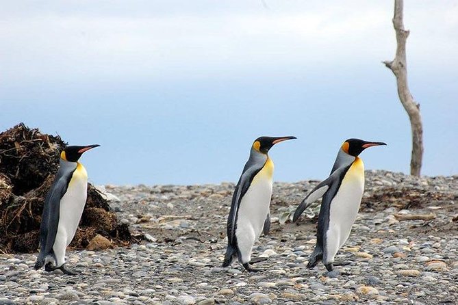 King Penguin – Tierra Del Fuego Island